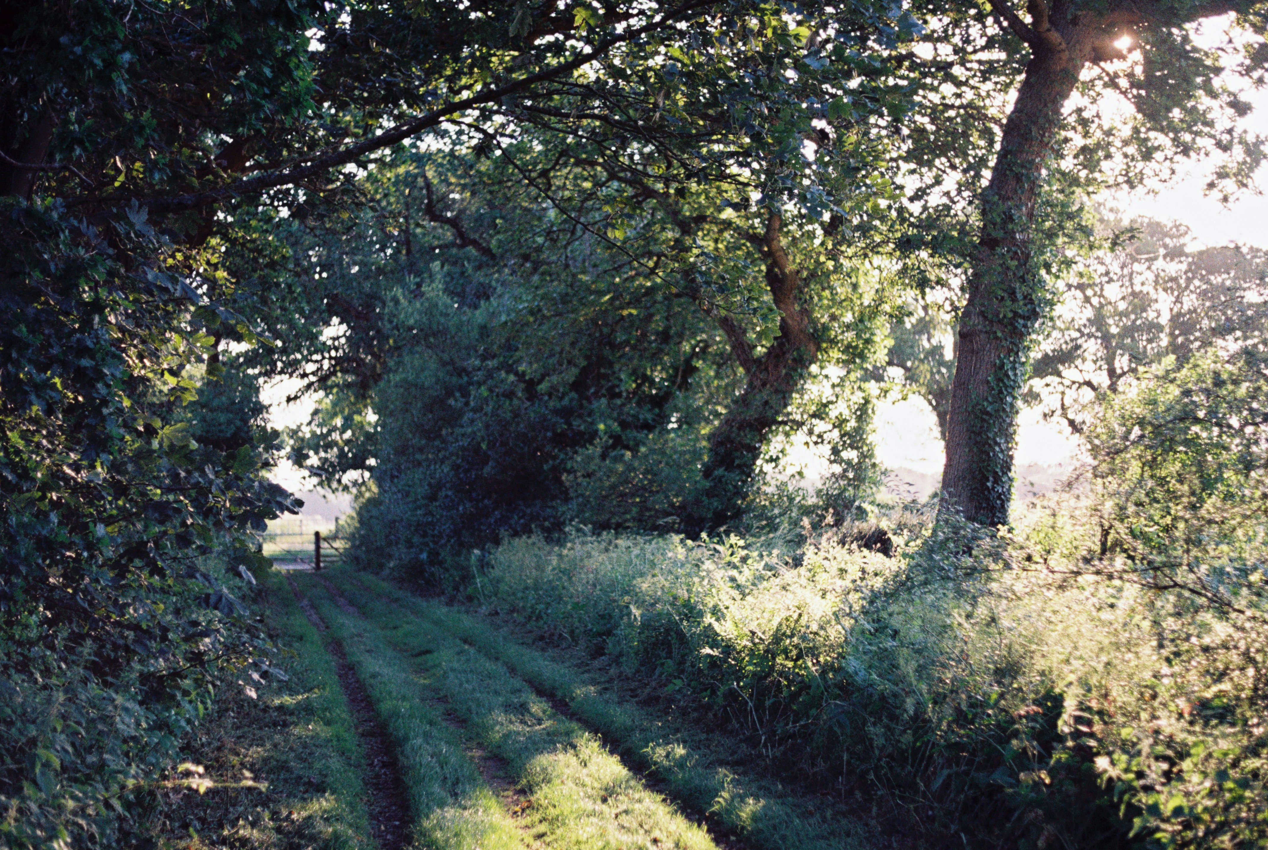 green grass field with trees